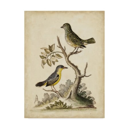George Edwards 'Edwards Bird Paris Vii' Canvas Art,14x19